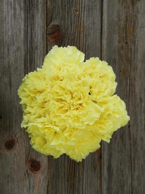 YELLOW CARNATIONS